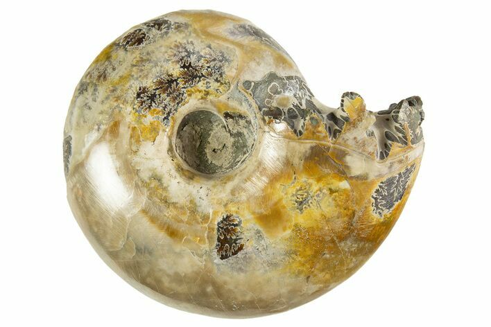 Polished Ammonite (Desmoceras) Fossil - Madagascar #327775
